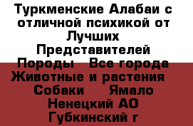 Туркменские Алабаи с отличной психикой от Лучших Представителей Породы - Все города Животные и растения » Собаки   . Ямало-Ненецкий АО,Губкинский г.